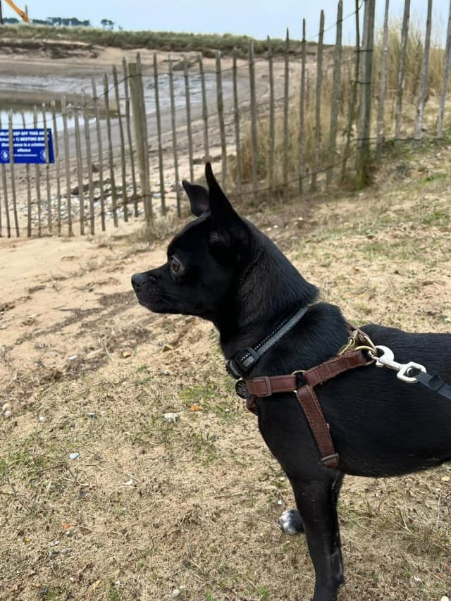 Howie at the beach