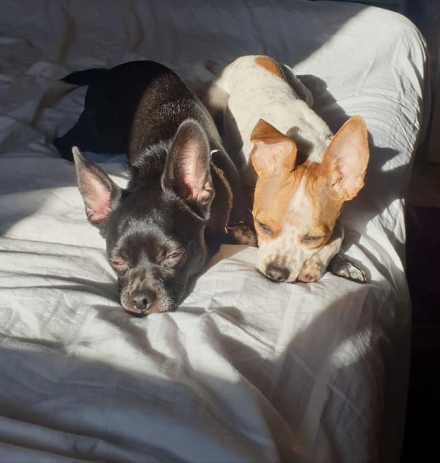 Albus and Howie sitting together